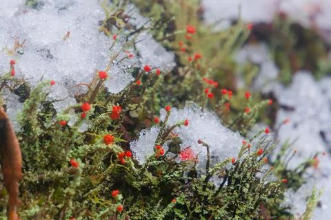 Tiny Red Cup Lichen Emerging Through Melting Snow Stock-Fotos
