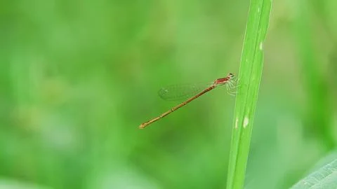 A Tiny Red Damsefly perched on the branch Stock Photos