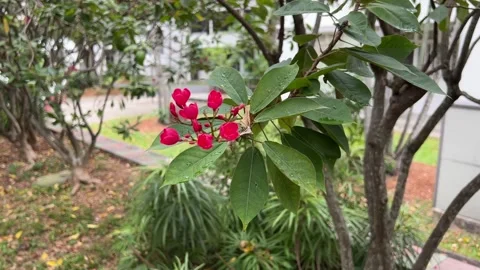 Tiny Red Flowers in Focus Stock Footage 168855828