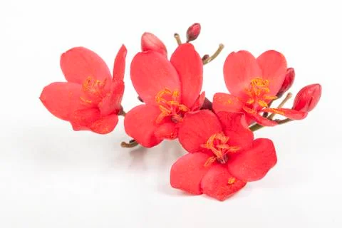 Tiny Red Flowers with Pollen on the Anthers Stock Photos