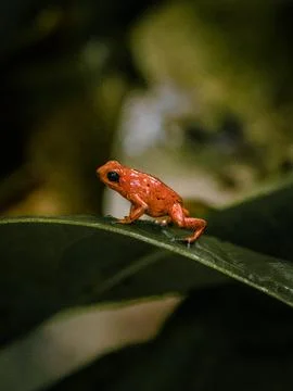 A tiny red frog in a green leaf Stock Photos