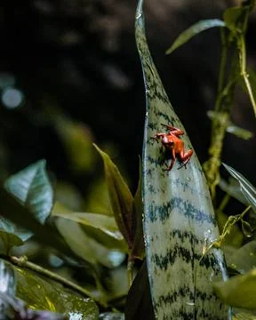 A tiny red frog in a green leaf Stock Photos