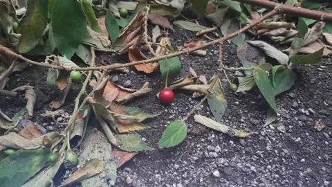 Tiny Red Fruit, Woodland Stock Footage 237524170