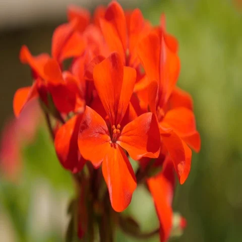 Tiny red Geranium flower blossom in the garden shallow DOF 4K Stock Footage 69400433