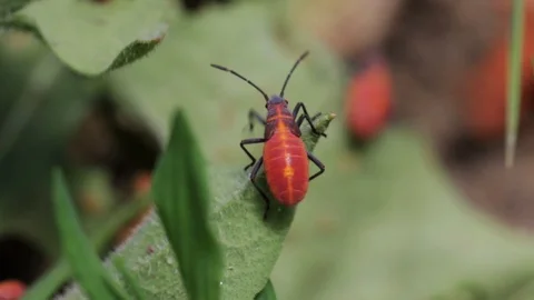 Tiny red insect macro view. Close up of a boxelder nymph on a green leaf  스톡 동영상 91014858
