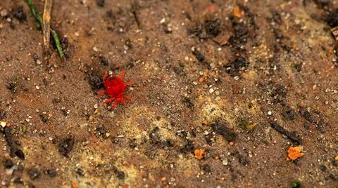 A tiny red insect is moving across the earths surface Stock Photos