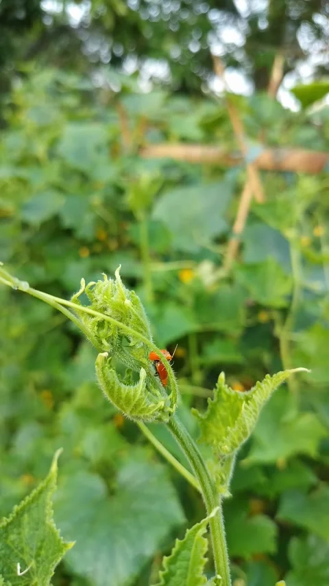 Tiny red insect perches on tender green vine Stock Footage 331976726