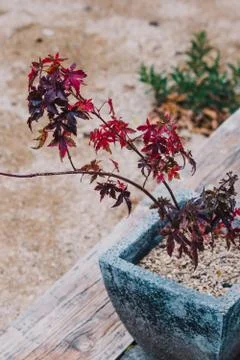 Tiny red Japanese maple plant in pot outdoor in sunny backyard Stock Photos