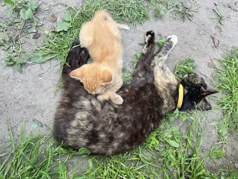 Tiny red kitten nursing from mother cat close up Fotos de archivo