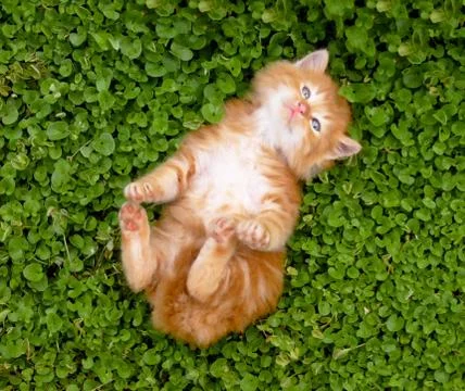 Tiny red kitten outdoors portrait Stock Photos