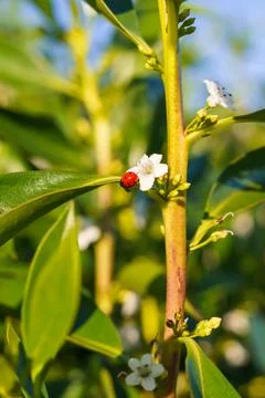 Tiny red ladybug crawls on a green stem adorned with delicate white flowers. Stock Photos