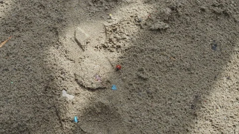 Tiny red ladybug is moving on sand to its destination. Stock Footage 153451786