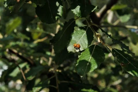 Tiny red ladybug or ladybird, bright beetle insect in a green tree foliage. Stock Photos