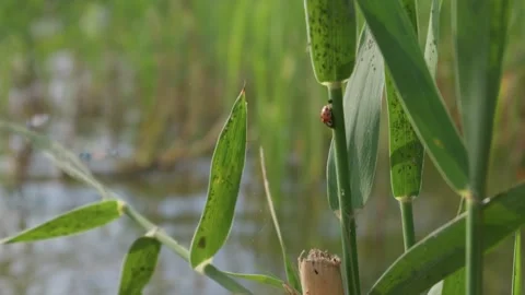 Tiny Red Ladybug Perched on Green Reed Stem in Wetland Marsh Lake Sunlight Video stock 341985653