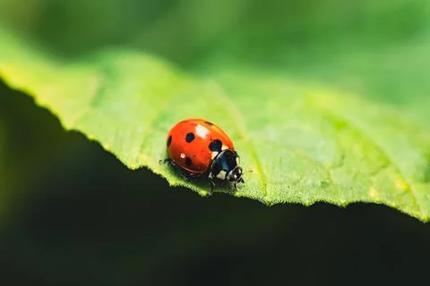 A Tiny Red Ladybug Perched On A Leaf In The Summer Sun Stock Photos