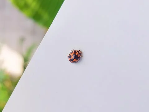 Tiny red ladybug resting peacefully in nature Foto stock