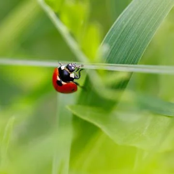 Tiny red ladybug rests on grass blade Stock Photos