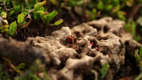 Tiny red ladybugs crawling on a porous rock outdoors 動画素材 344778530