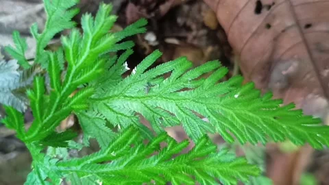 Tiny Red Mite Running on a Green Fern Leaf in the Wild Stockbeeldmateriaal 331842376