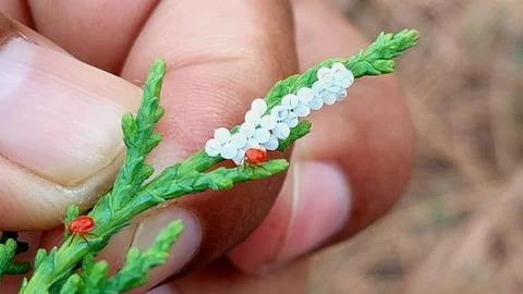 Tiny Red Mites And Cluster Of Eggs On Evergreen Branch 库存照片