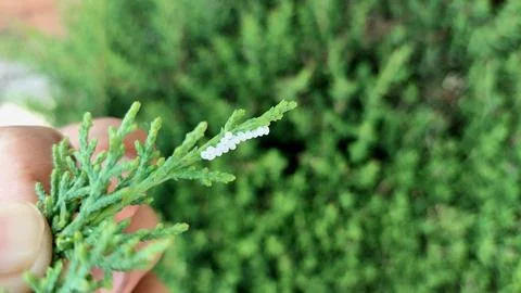 Tiny Red Mites And Cluster Of Eggs On Evergreen Branch Fotos Stock