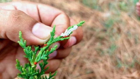 Tiny Red Mites And Cluster Of Eggs On Evergreen Branch Фото