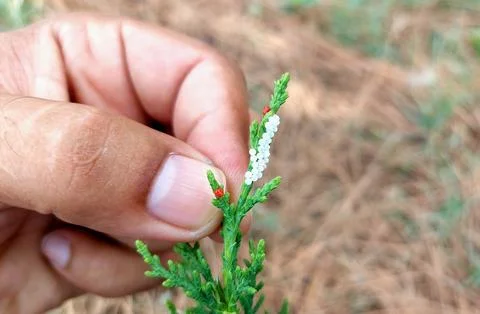 Tiny Red Mites And Cluster Of Eggs On Evergreen Branch Fotos Stock