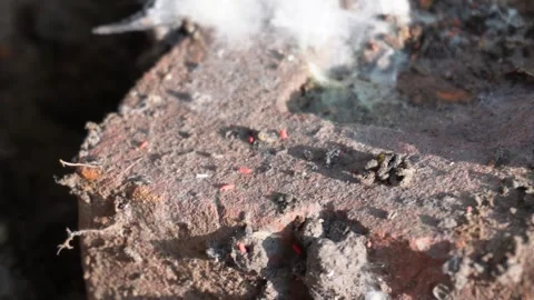 Tiny Red Mites Stock-Footage 333913299