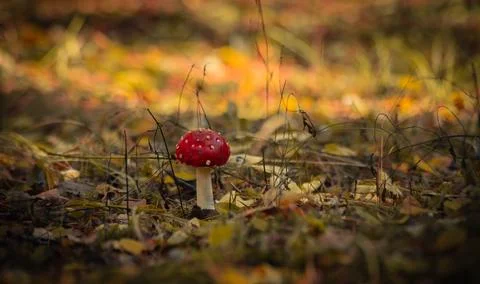 Tiny Red Mushroom in Fall Foliage Stock Photos