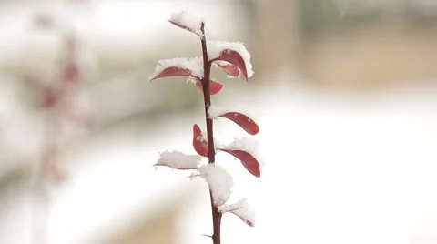 Tiny red plant under snow Stock Footage 60642754