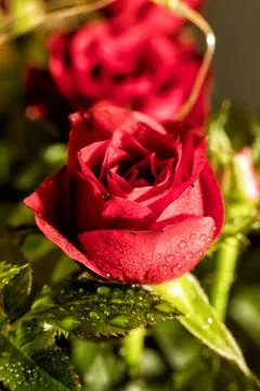 Tiny red roses macro photographed Stock Photos