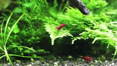 Tiny red shrimps playing in green moss in aquarium Stock Footage 73768151
