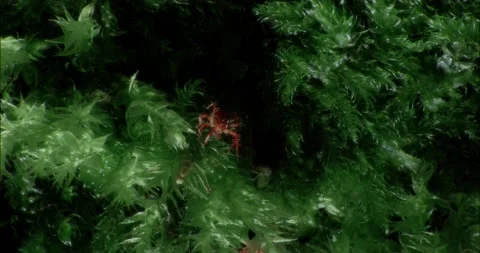 Tiny Red Spider Mite - Grabs Earwig Larvae Macro 4K+ Stock-Footage 210169784