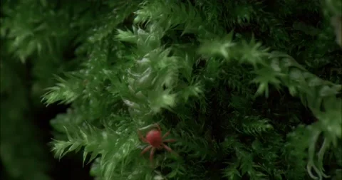 Tiny Red Spider Mite Walking Camera Follow 4K+ Stock-Footage 210217407