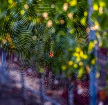 Tiny red spider patiently waits in its intricate web with bokeh background Fotos de archivo