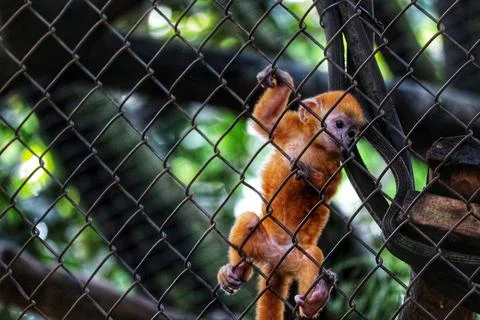 Tiny red squirrel clings to woven fence with green foliage background, suitab Stock Photos