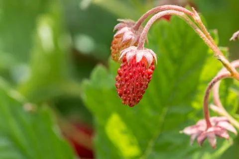 Tiny red strawberries and green leaves in the green garden Stock Photos