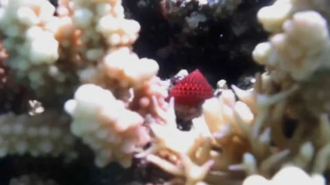 Tiny Red Strawberry Cowrie Shell Resting on Coral, Marsa Alam, Egypt Vídeo Stock 343305930