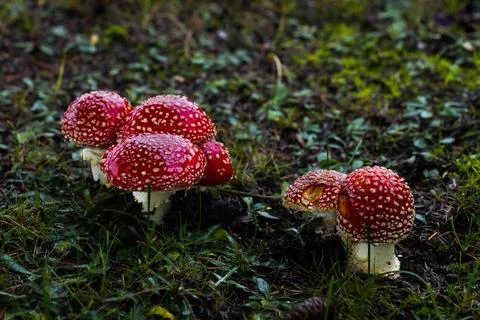 Tiny red toadstools flourish under a spruce tree on grassy terrain, capturi.. Stock-Fotos