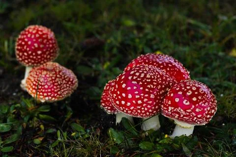 Tiny red toadstools flourish under a spruce tree on grassy terrain, capturi.. Stock Photos