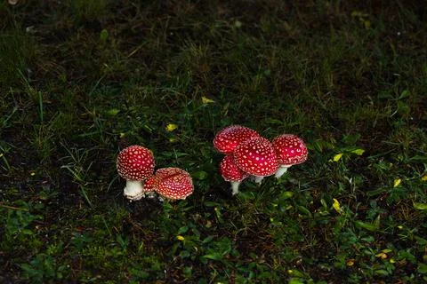 Tiny red toadstools flourish under a spruce tree on grassy terrain, capturi.. Stock-Fotos