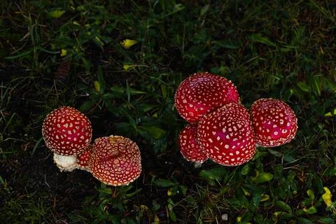 Tiny red toadstools flourish under a spruce tree on grassy terrain, capturi.. Stock Photos