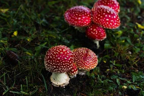 Tiny red toadstools flourish under a spruce tree on grassy terrain, capturi.. Stock-Fotos