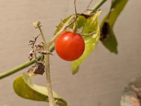 A tiny Red Tomato in the plant Stock Photos