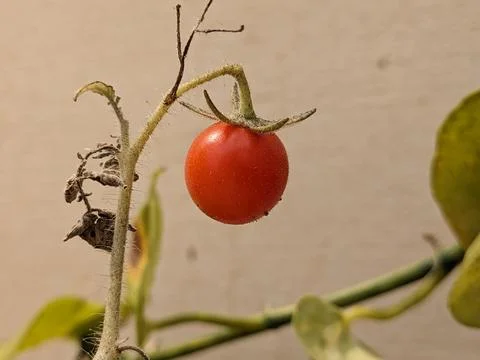 A tiny Red Tomato in the plant Stock Photos