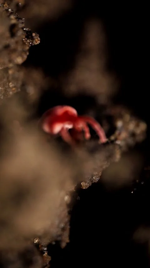 Tiny Red Velvet Mite Navigating Rough Soil Terrain Close Up Video stock 341770960