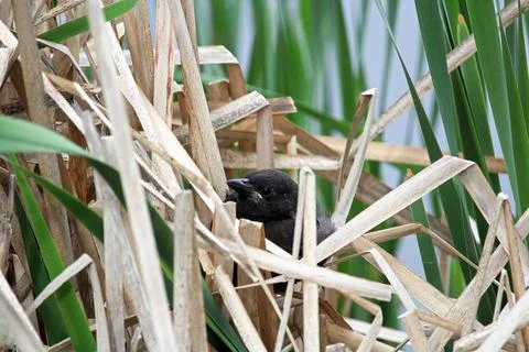 A tiny redwing blackbird hiden in the dry reeds Stock Photos