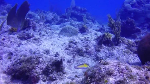 Tiny reef fish shows remarkable hunting technique Stock Footage 272599169