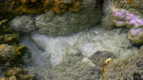 Tiny Reef Fish Swimming Through Coastal Coral Pool Vidéo 339269509