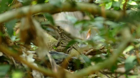 Tiny reptile alligator stands out behind the leaves  perspective close up Stock Footage 151044596